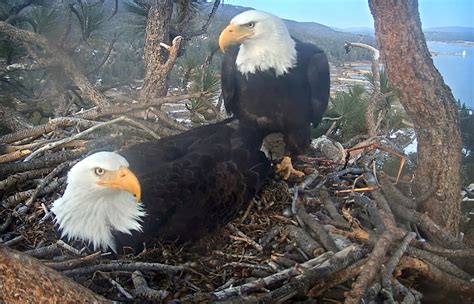 Screengrab from Friends of Big Bear Valley's eagle cam. A “daring” critter used a sleeping bald eagle mom’s back as a “trampoline” to bounce across a nest in Southern California, a video ...